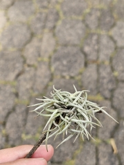 Tillandsia recurvata