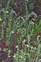 Gonocarpus elatus