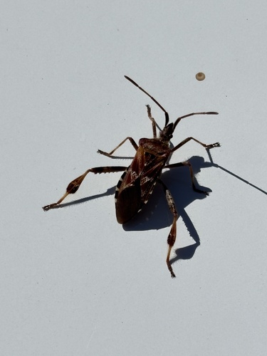 Western Conifer Seed Bug
