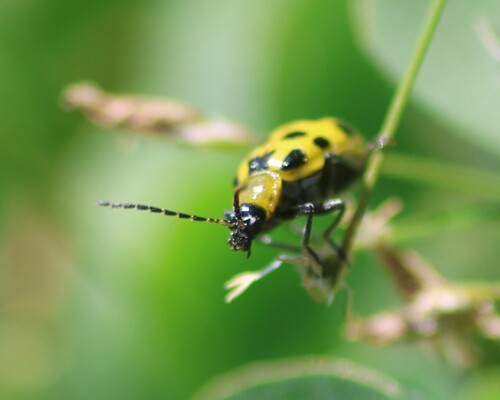 Spotted Cucumber Beetle