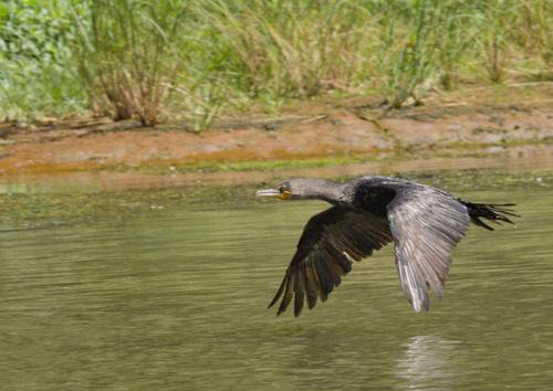 Double-crested Cormorant