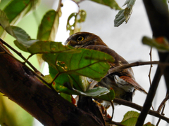 Glaucidium brasilianum