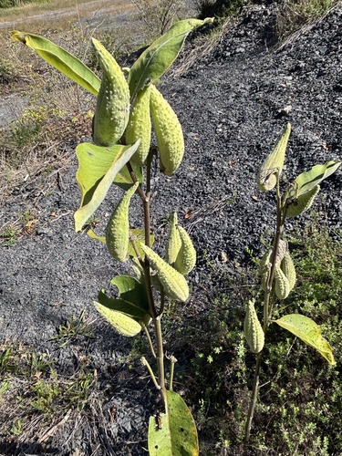 common milkweed