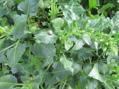 Beta vulgaris, photograph (c) zebedeugalinha, some rights reserved (CC BY)