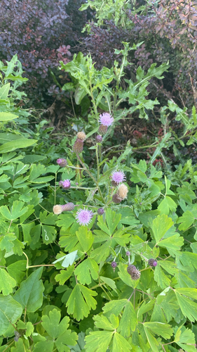 creeping thistle