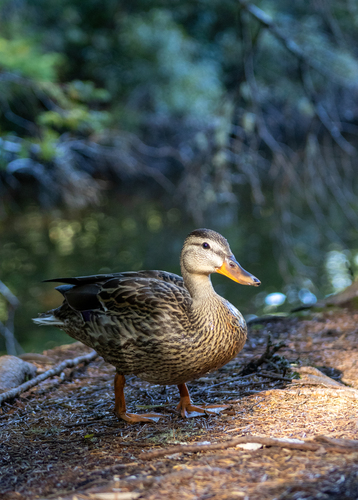 Mallard