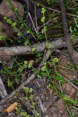 Galium gaudichaudii gaudichaudii