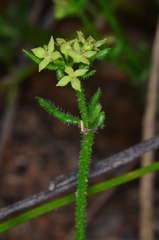 Galium gaudichaudii gaudichaudii