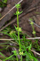Galium gaudichaudii gaudichaudii