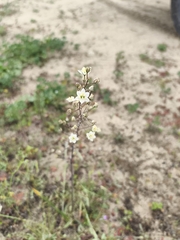 Oziroe biflora