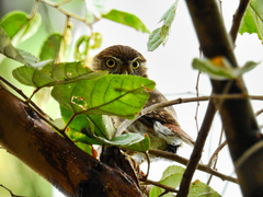 Glaucidium brasilianum