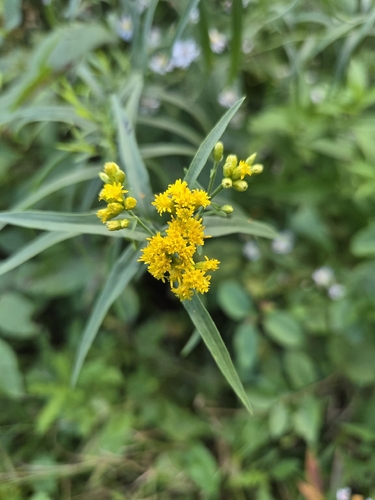 flat-topped goldenrod
