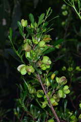 Dodonaea viscosa cuneata