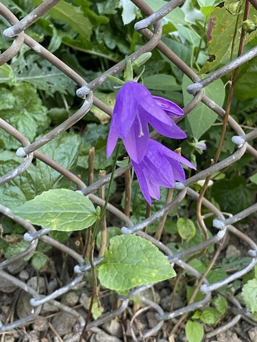 Creeping Bellflower