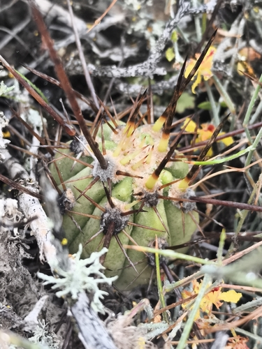 Leucostele deserticola, photograph 1