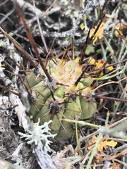 Leucostele deserticola