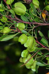 Dodonaea viscosa cuneata