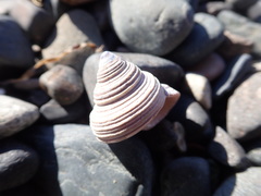 Calliostoma