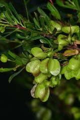 Dodonaea viscosa cuneata
