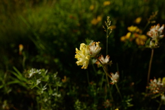 Anthyllis vulneraria alpestris