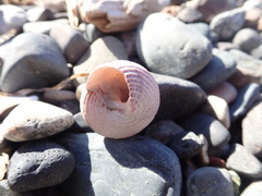 Calliostoma