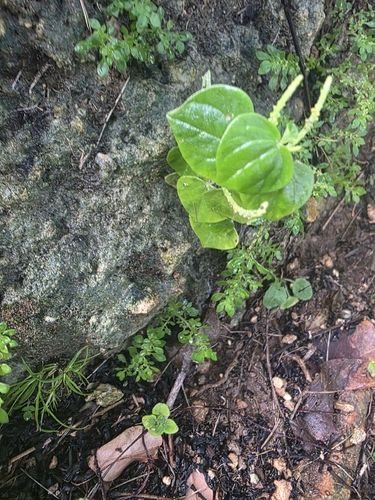 Pepper elder