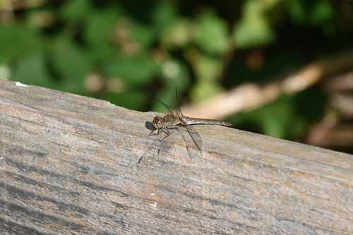 Common Darter