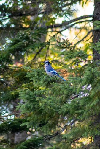 Blue Jay