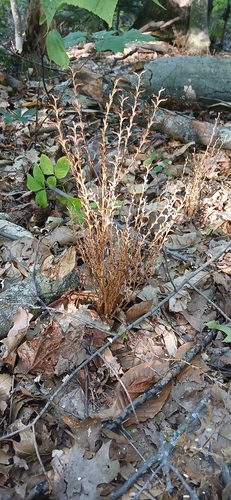 Beechdrops