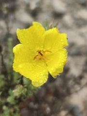 Balbisia peduncularis