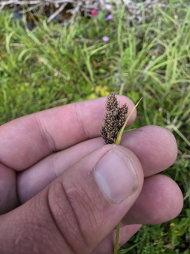 Carex heteroneura observed 2026-07-31
