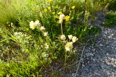 Anthyllis vulneraria alpestris