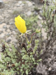 Balbisia peduncularis, photograph (c) Álvaro Parra Valdivia, some rights reserved (CC BY)
