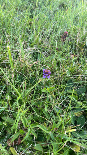 common selfheal