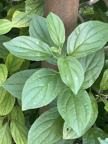 common buckthorn