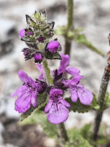 Stachys grandidentata, photograph 1