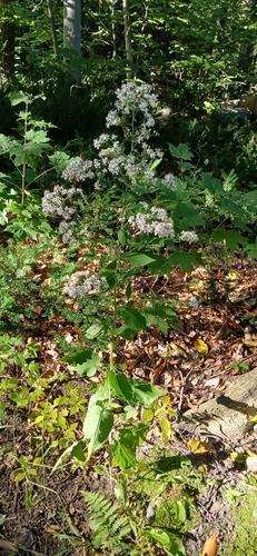 Common Blue Wood Aster