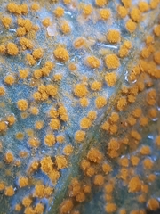 Rossmanomyces pyrolae