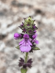(c) Álvaro Parra Valdivia, some rights reserved (CC BY) Stachys grandidentata, photograph (c) Álvaro Parra Valdivia, some rights reserved (CC BY)