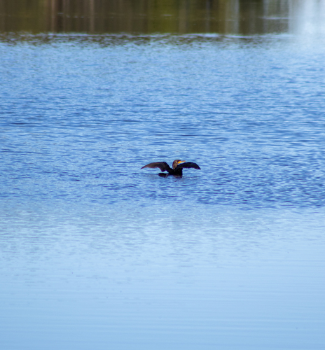 Double-crested Cormorant