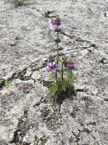 Stachys grandidentata, photograph 4