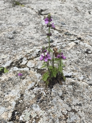 (c) Álvaro Parra Valdivia, some rights reserved (CC BY) Stachys grandidentata, photograph (c) Álvaro Parra Valdivia, some rights reserved (CC BY)