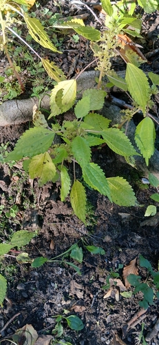 Canada clearweed