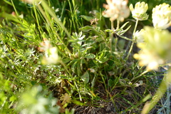 Anthyllis vulneraria alpestris