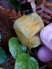 Rossmanomyces pyrolae