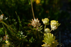Anthyllis vulneraria alpestris