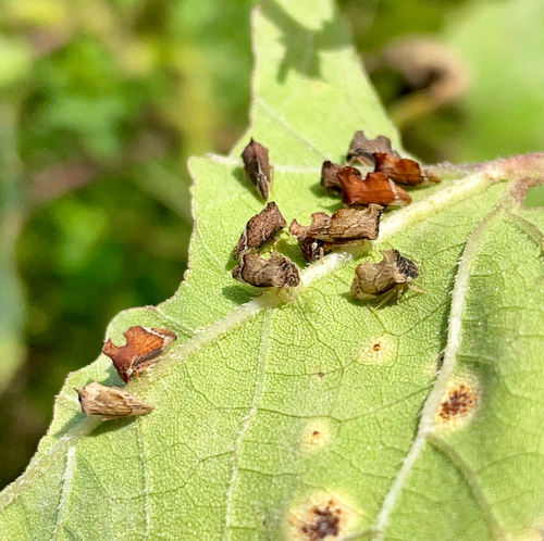 Keeled Treehopper