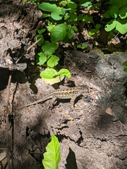 Sceloporus occidentalis