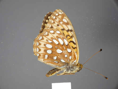 Northwestern Fritillary