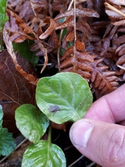 Rossmanomyces pyrolae